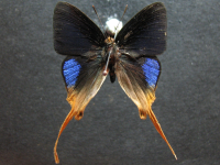 Adult Male Upper of Sword-tailed Flash - Bindahara phocides yurgama